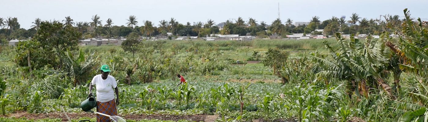 Cultivando Maputo